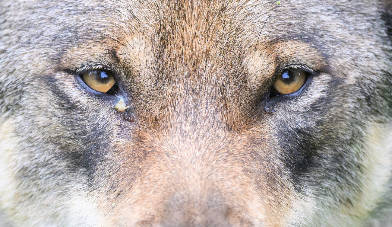 Wieso der Wolf die Gemüter so erregt
