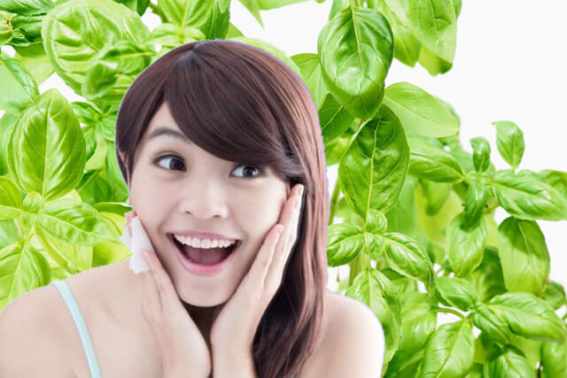 4 Manfaat Daun Kemangi Untuk Kecerahan Kulit Wajahmu 4 Manfaat Daun Kemangi Untuk Kecerahan Kulit Wajahmu