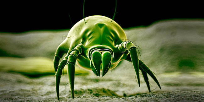 Clean your Pillows from Dust Mites