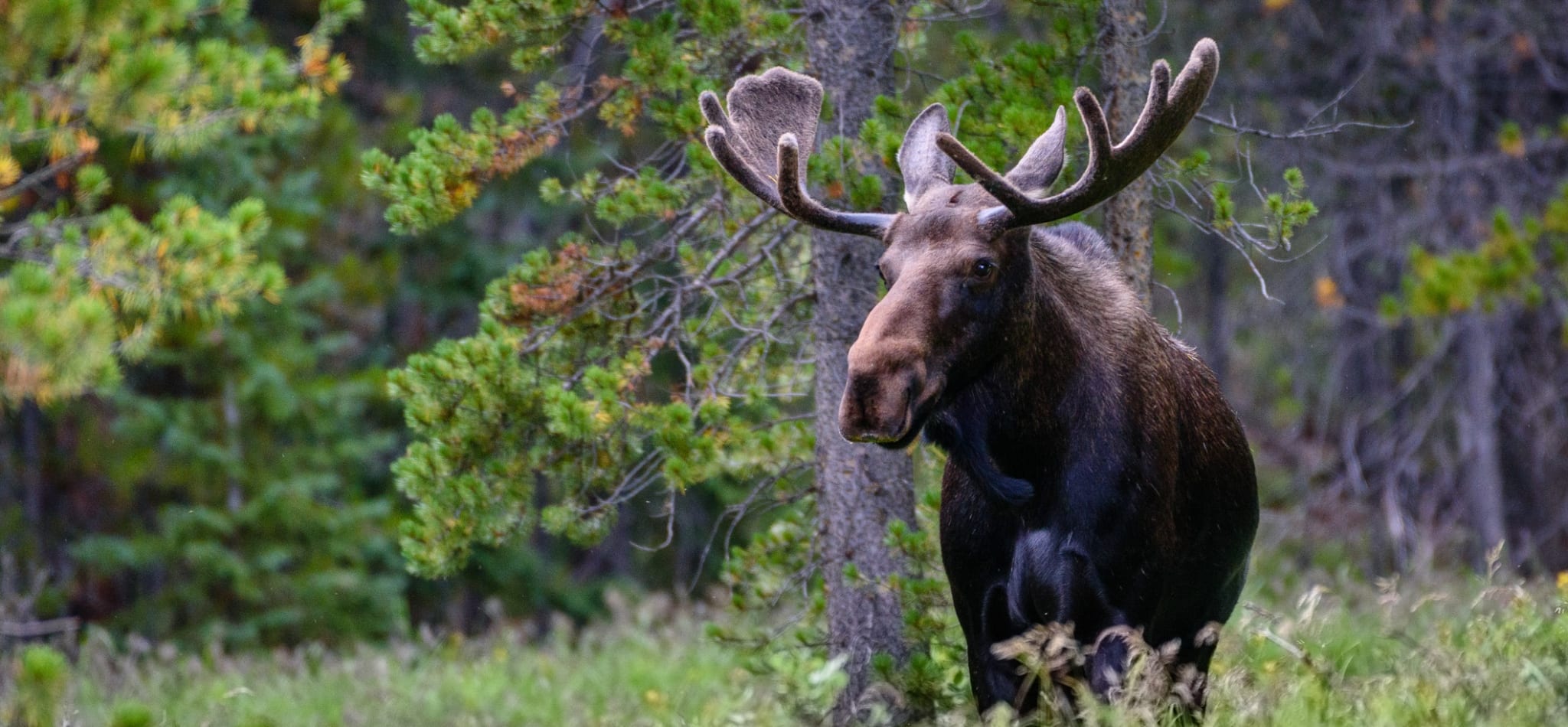 Kanskje du møter skogens konge på løpeturen?