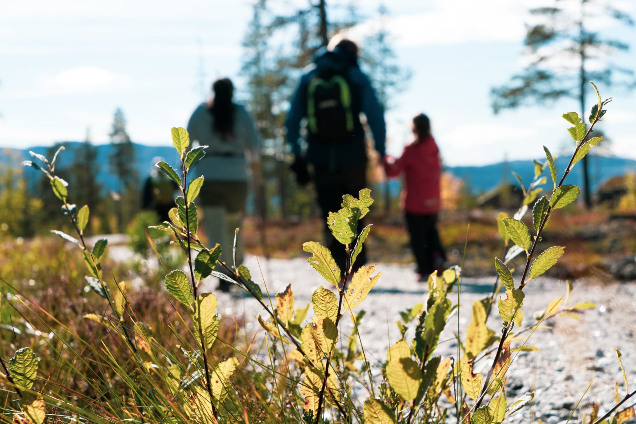 Kjøpsprosessen