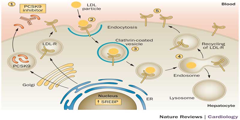 pcsk9 hepatocyte specific role dissected essay pcsk9 hepatocyte specific role dissected essay