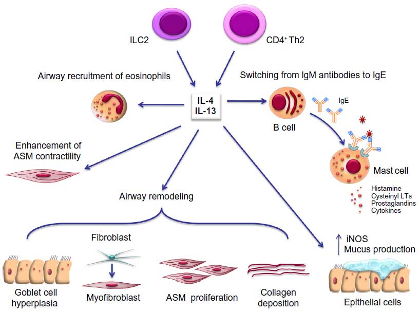 monoclonal antibody therapy