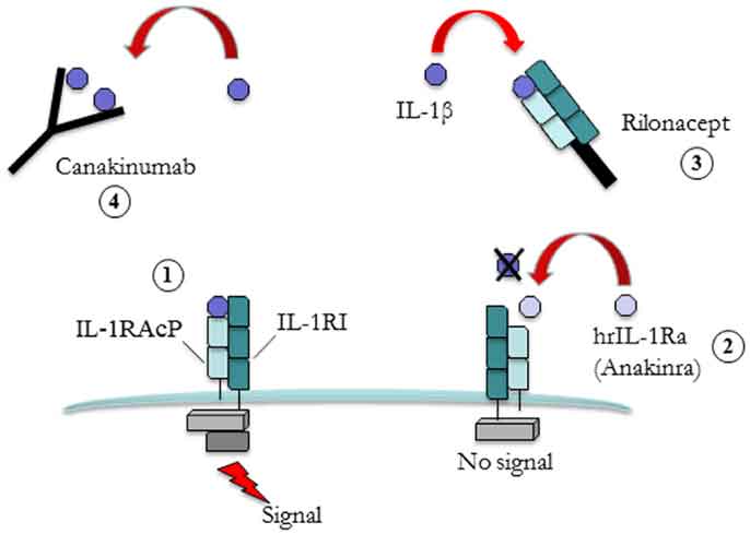 canakinumab mechanism of action