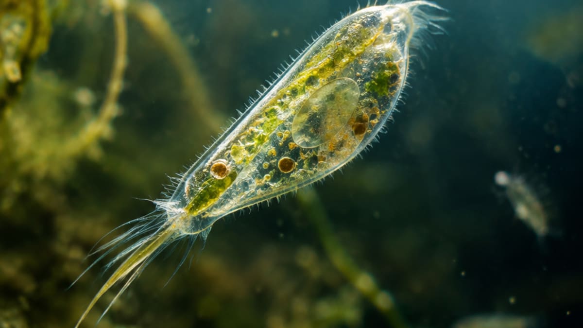 Ilustração de protista ciliado e códons do código genético
