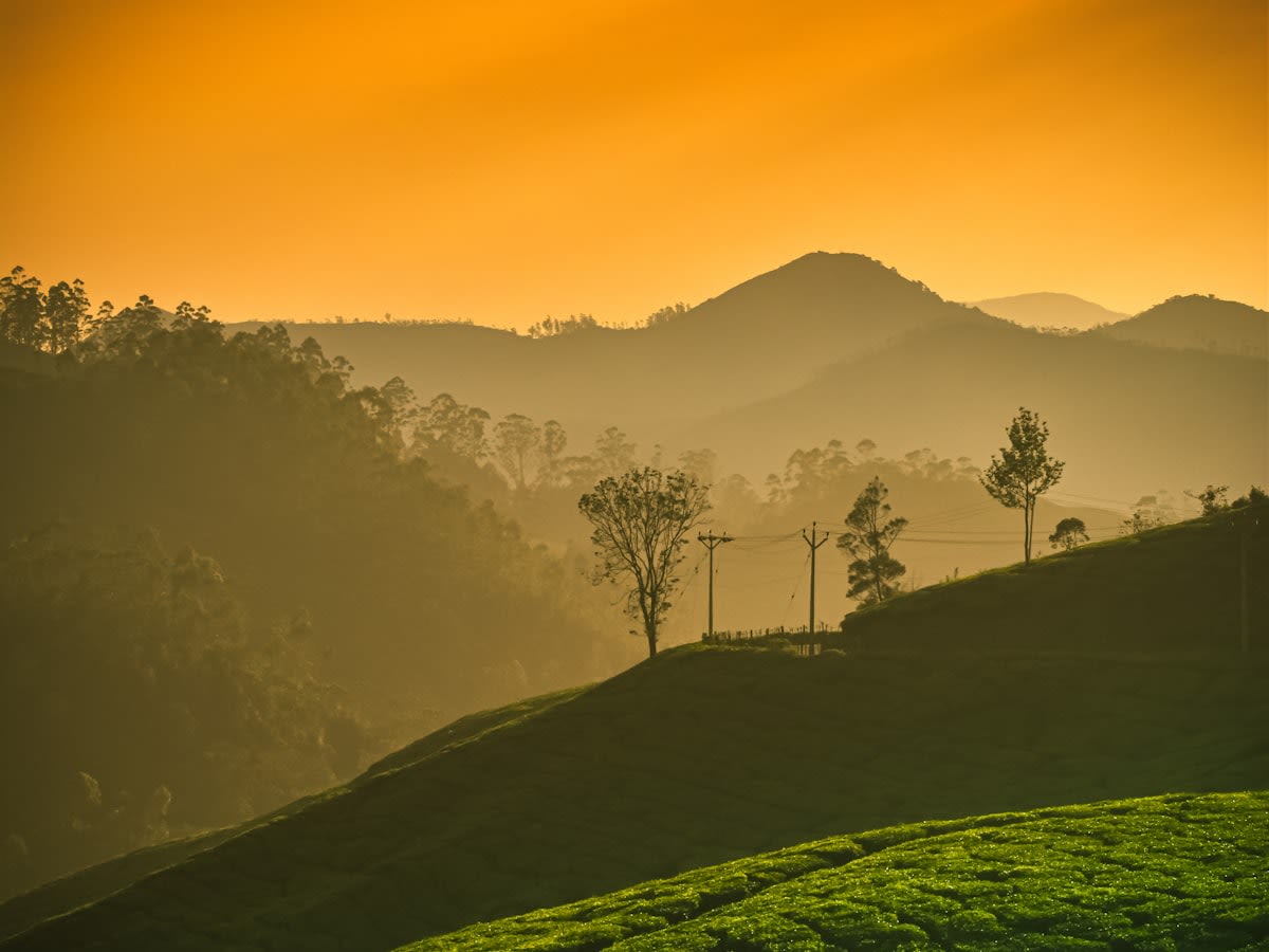 Green tea plantations covering rolling hills at Munnar, Kerala