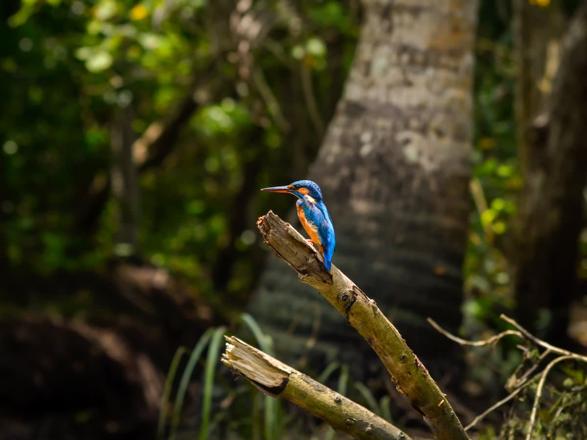 Kumarakom Bird Sanctuary on the shore of Lake Vembanad