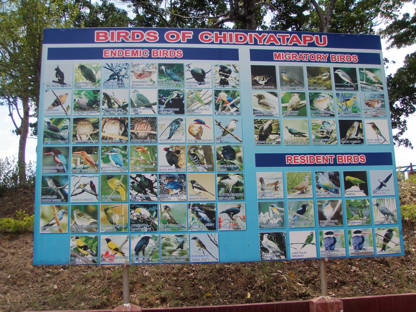 The Birds of Chidiyatapu information board showing endemic, migratory and resident species