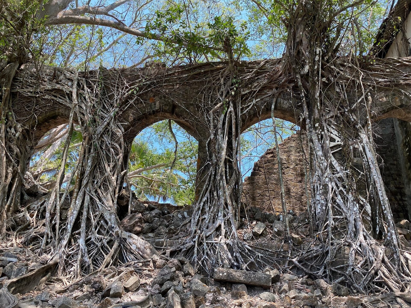 Arched windows of a ruined building on Ross Island held in a web of banyan roots