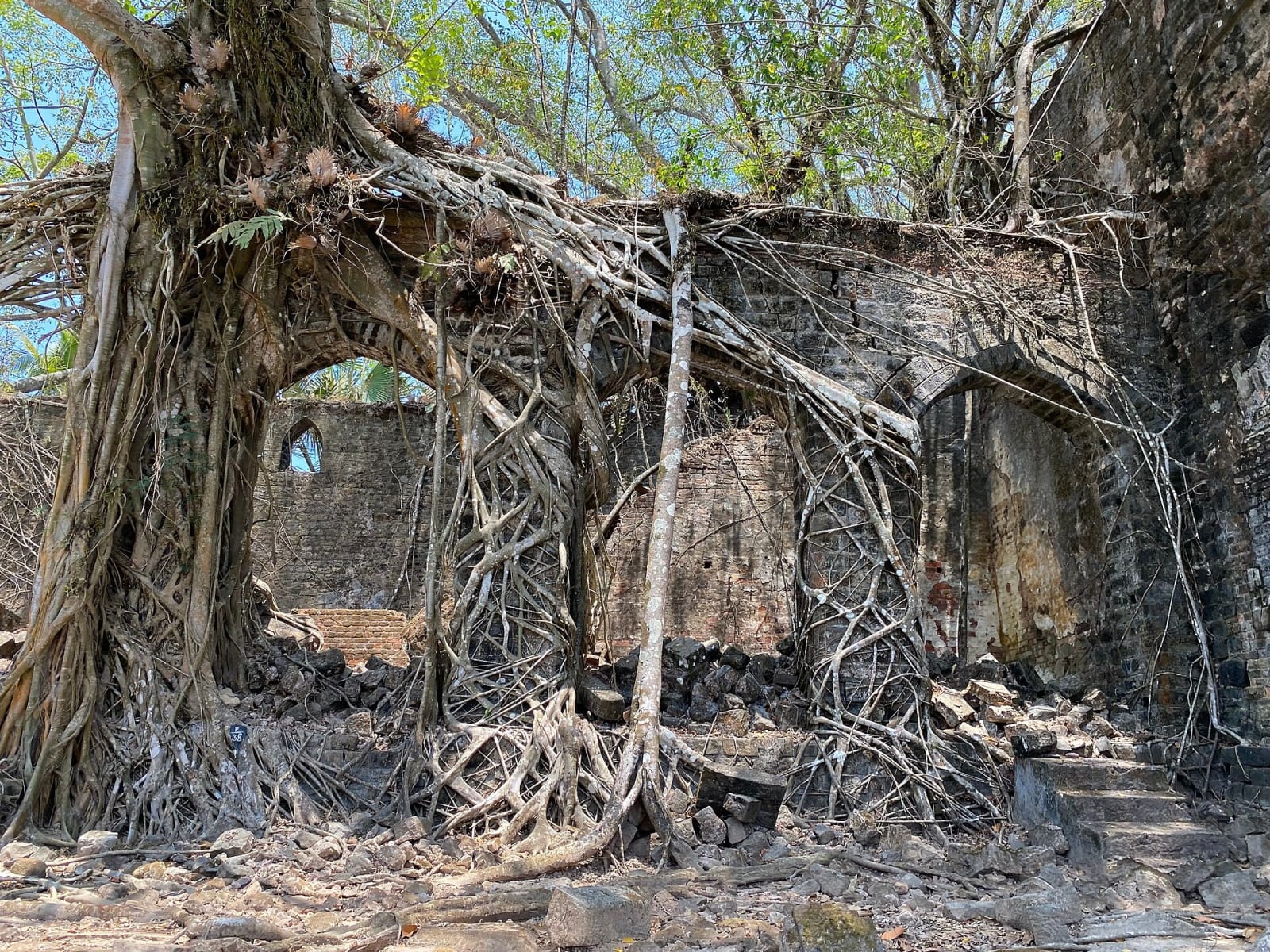 Arched windows in a ruined wall on Ross Island, overgrown by banyan roots