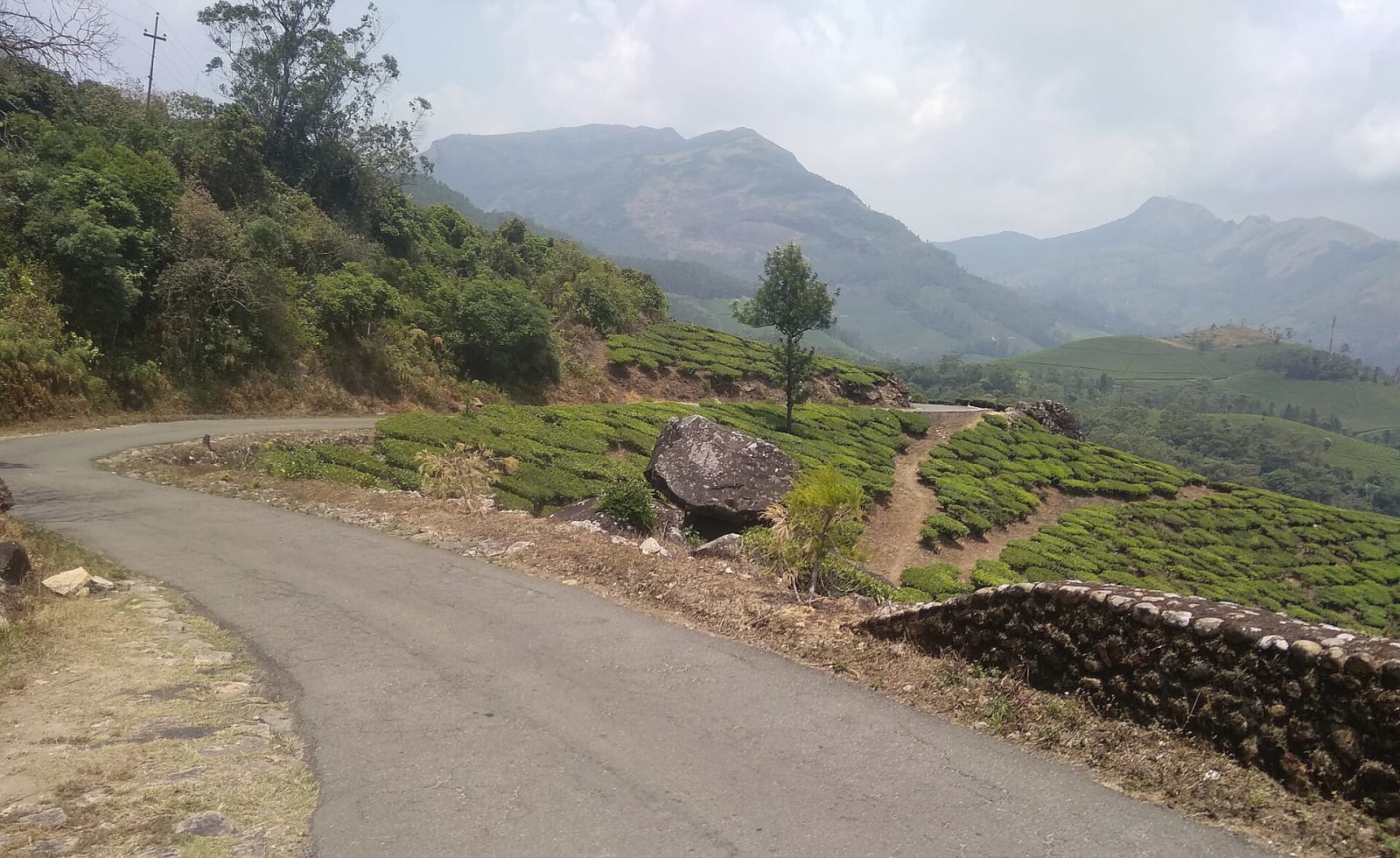 Road winding through green tea plantations at Munnar, Kerala