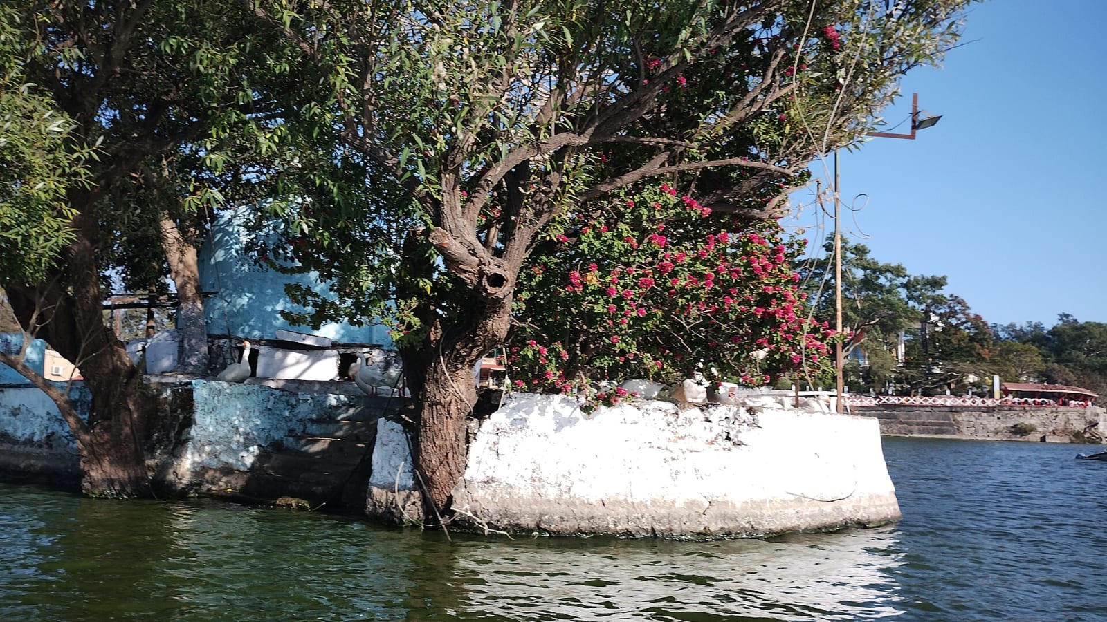 Trees and flowers beside the water at Nakki Lake, Mount Abu