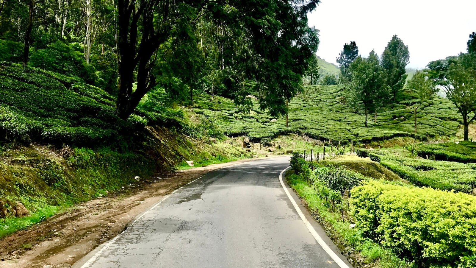 A narrow road between tea bushes and trees on the Kochi to Munnar route