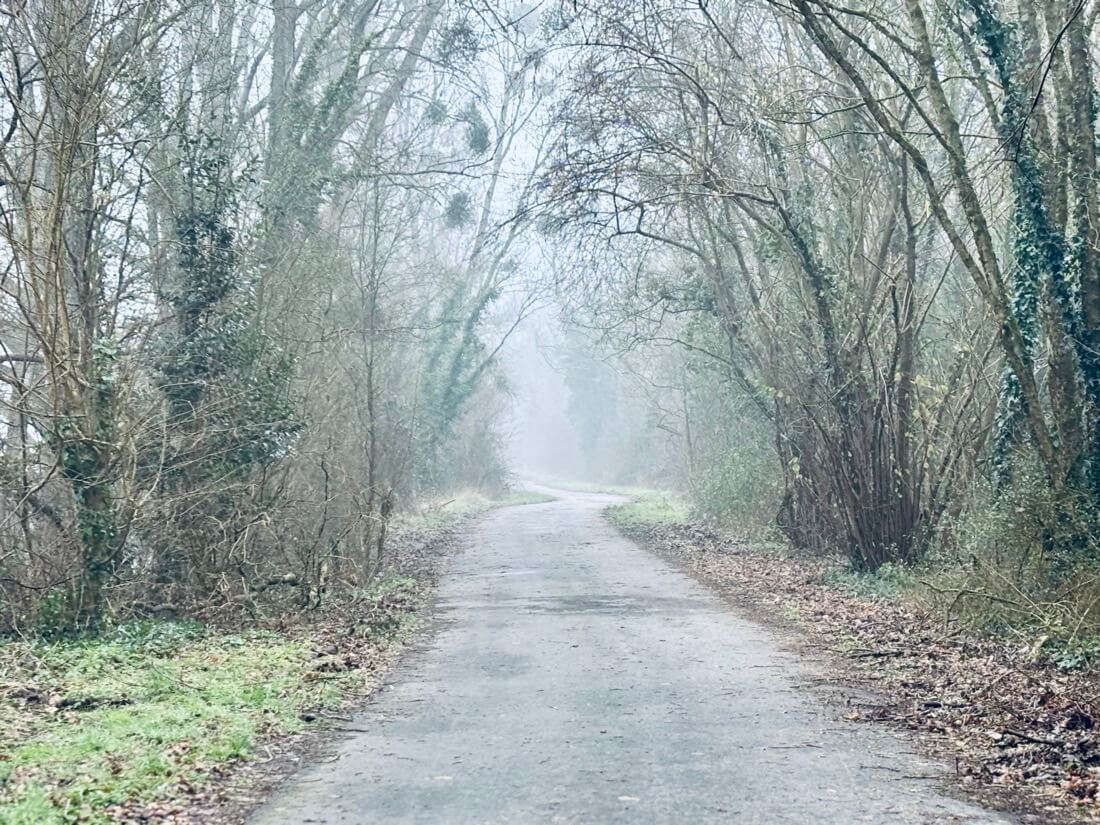 Promenons-nous dans les bois