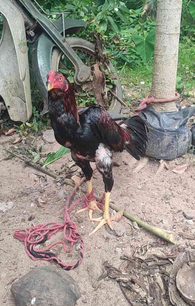 Rooster for sale