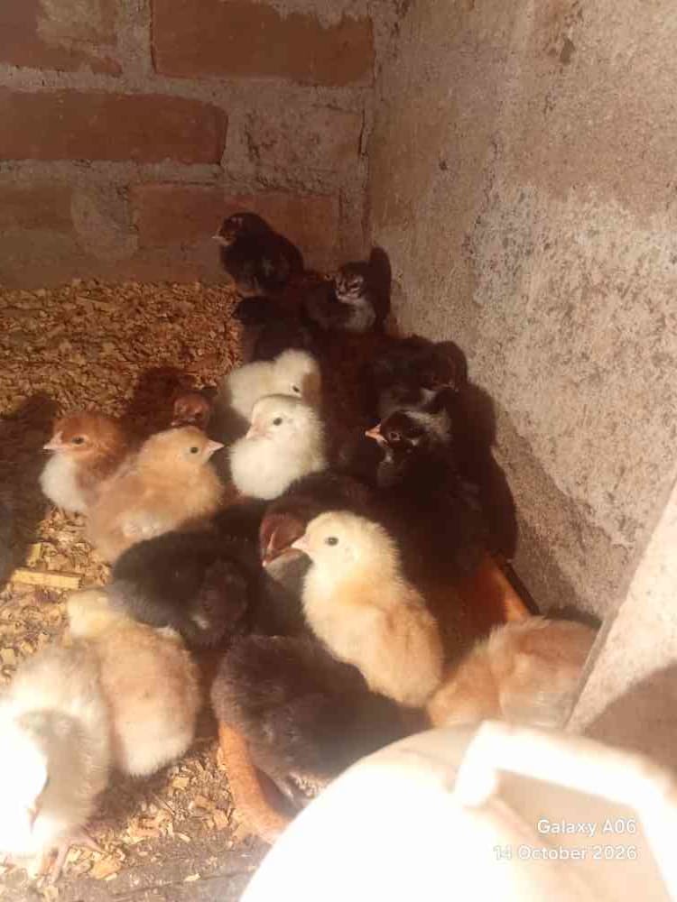 Chicken for sale