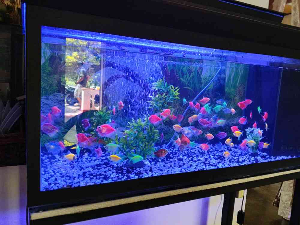 Fish tank for sale
