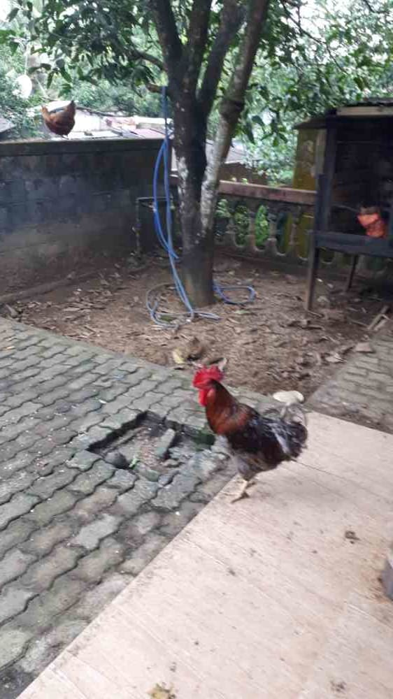 Rooster and hen