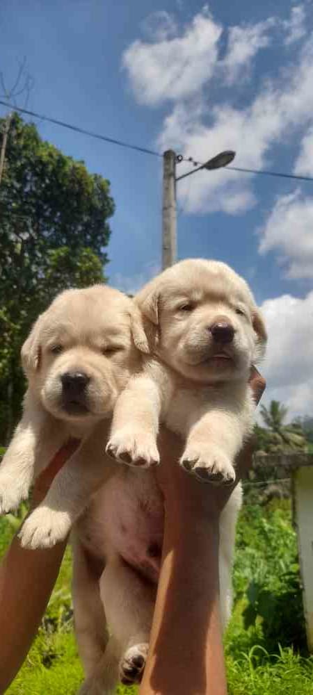 Labrador puppies