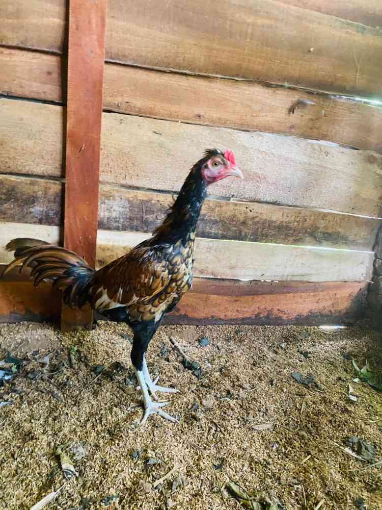 Rooster for sale