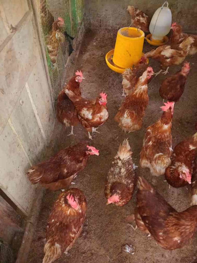 Poultry for sale