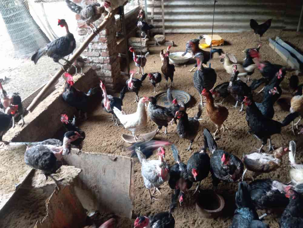 70 Egg laying hens for sale