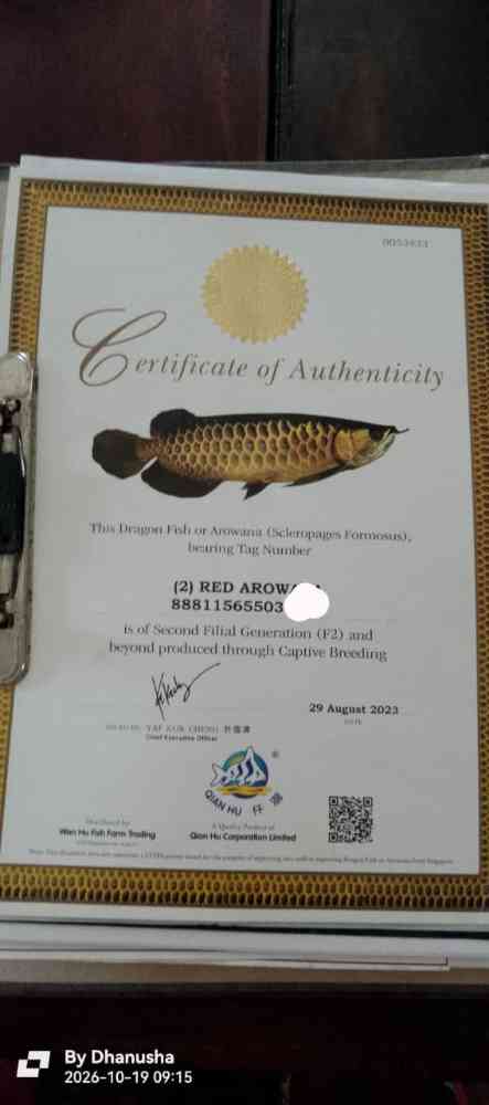 Red arowana