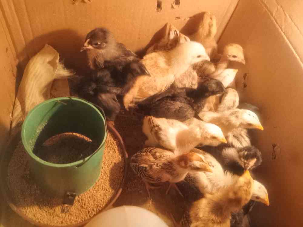 Village chickens
