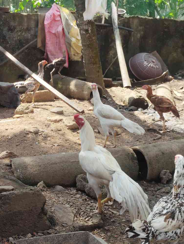 Poultry for sale