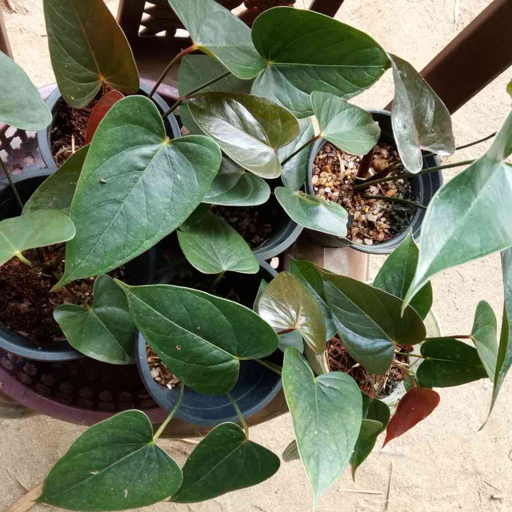 Natural plants