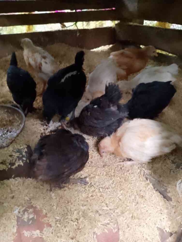 15-Day old live chickens for sale