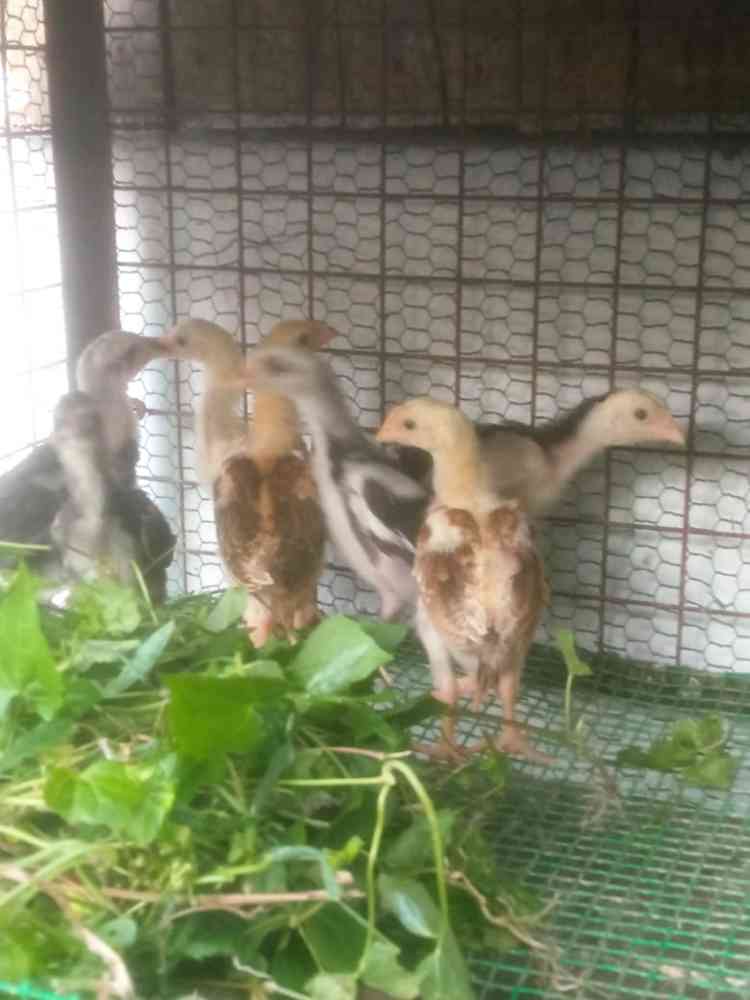 Aseel chicks