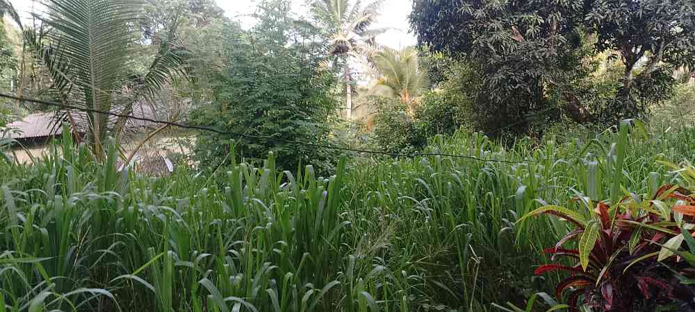 Land for sale in balangoda