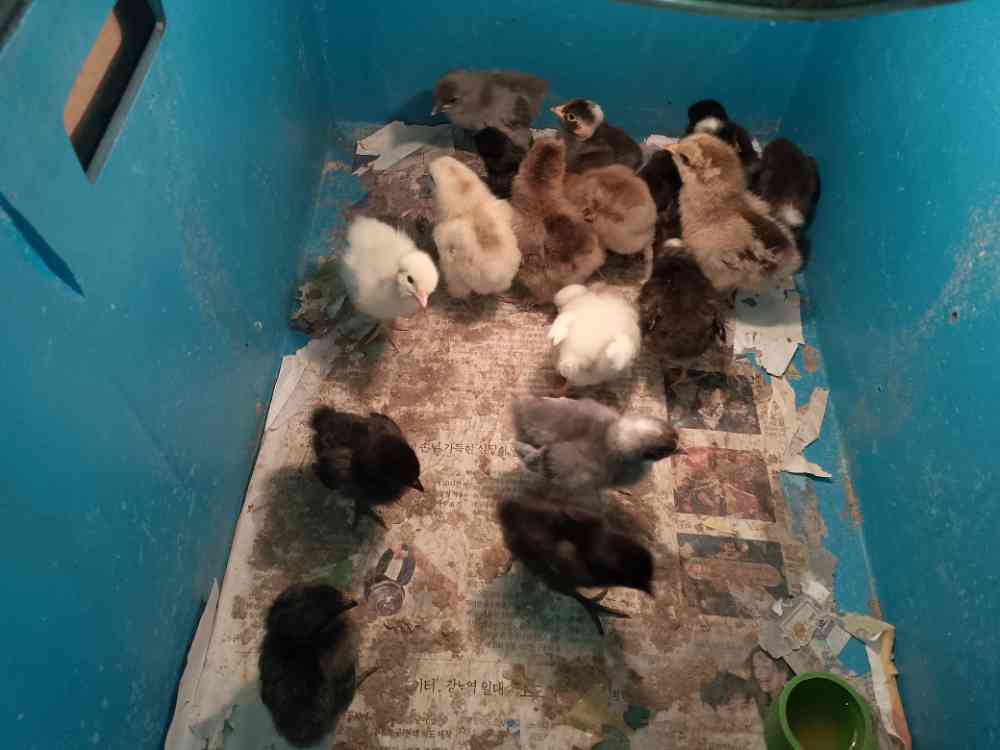 Pre range poultry