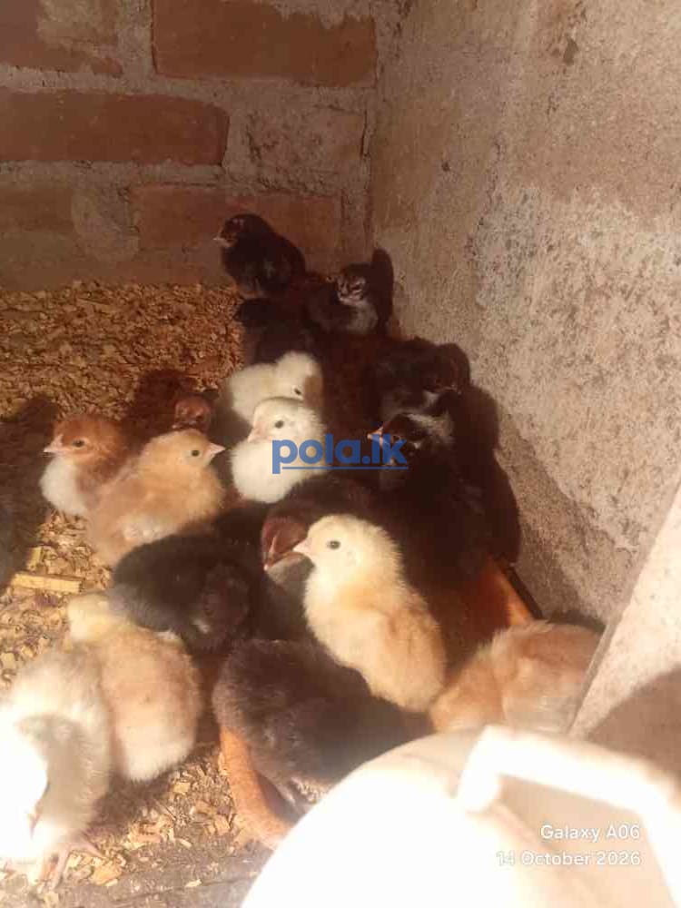 Chicken for sale - photo 1