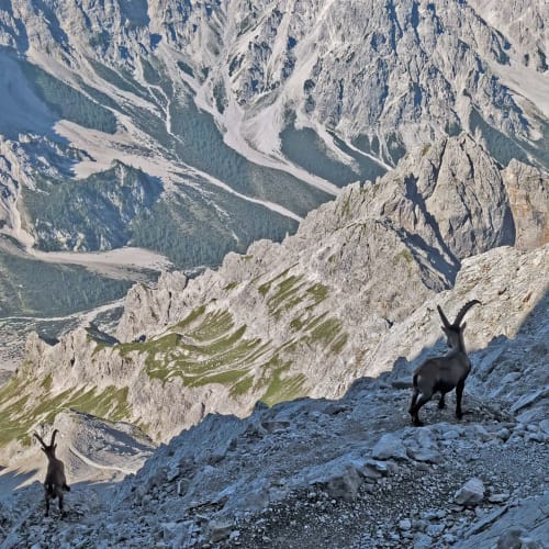 First highlight of the descent: two ibex joining me for 15 minutes