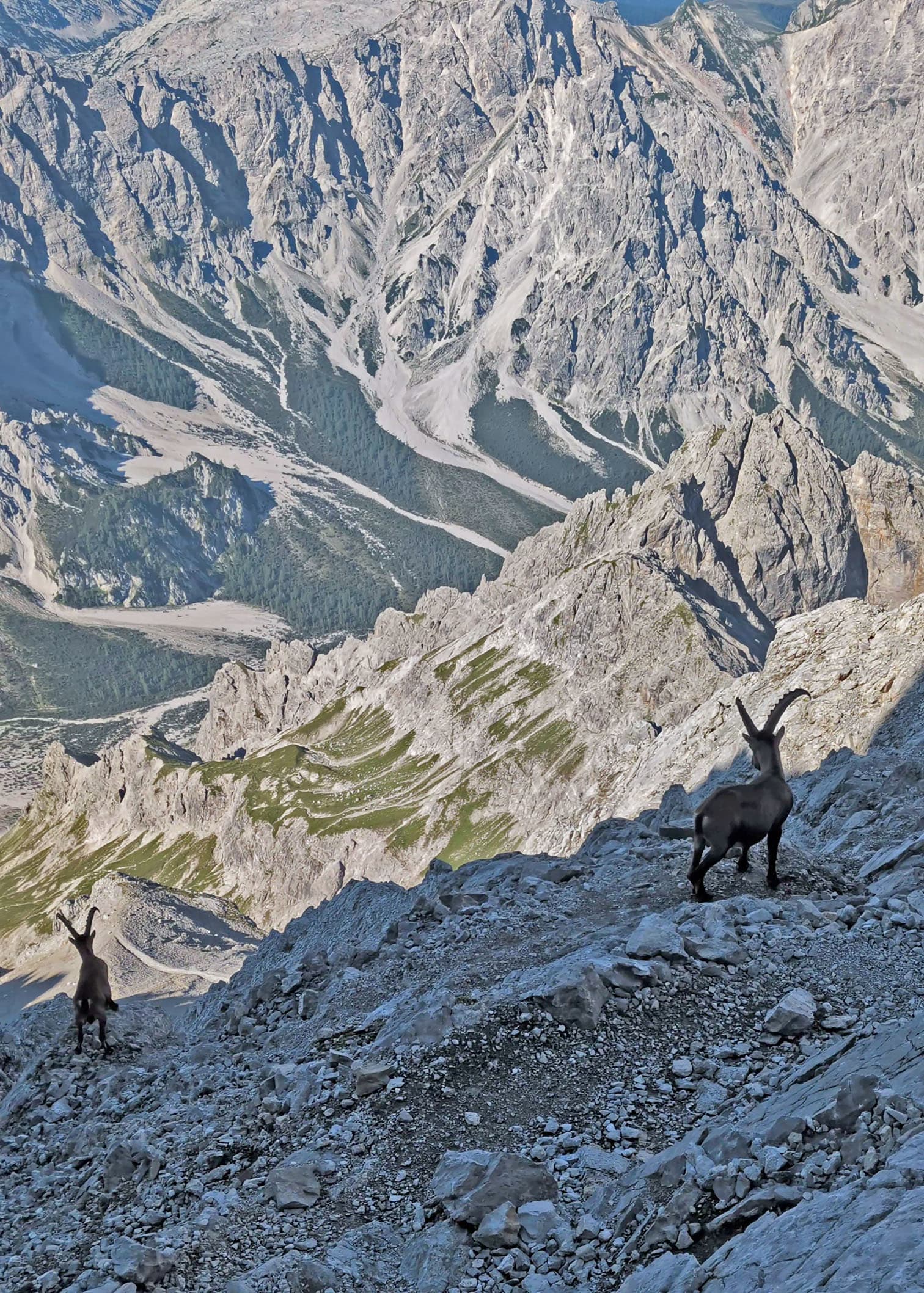 First highlight of the descent: two ibex joining me for 15 minutes