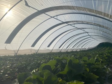 Solar on Polytunnels