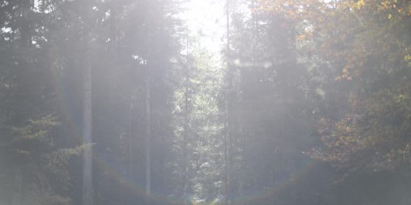 Forest_by_Tabea_Reusser