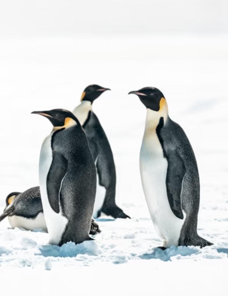 The emperor penguins