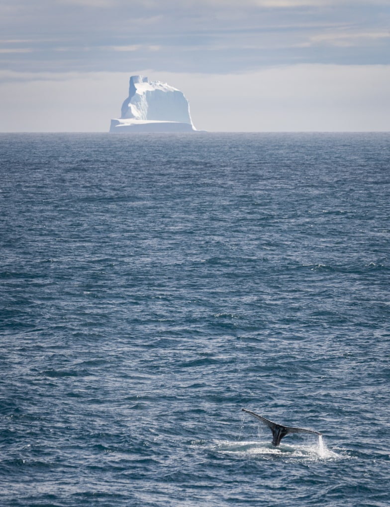 The Arctic