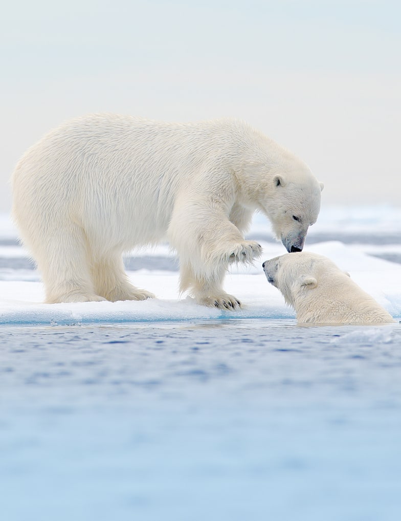 Destination: the Geographical North Pole