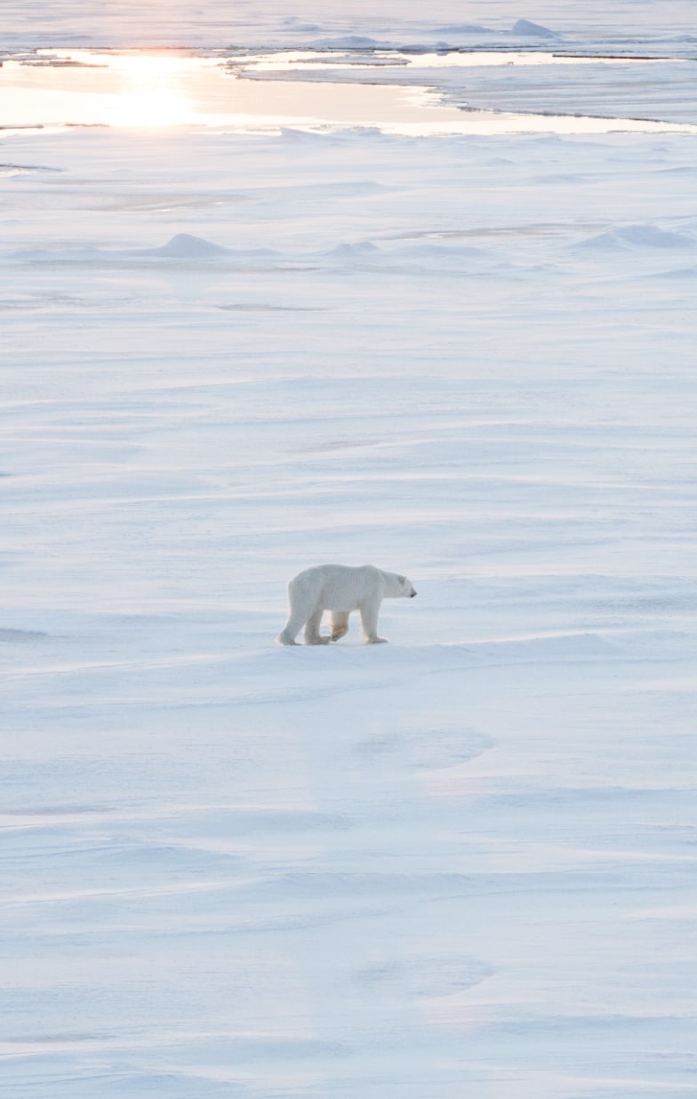 The Geographic North Pole