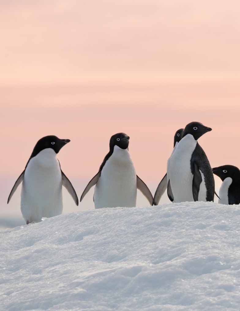 Adélieland, ein eisiges Paradies auf Erden