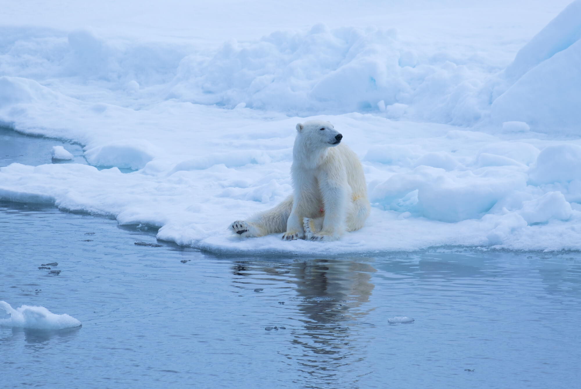 Eisbär