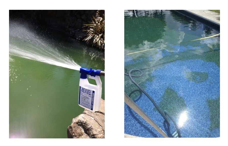 Clean Up - Phosphate build-up, severe algae, metals, or scaling (filled pool)