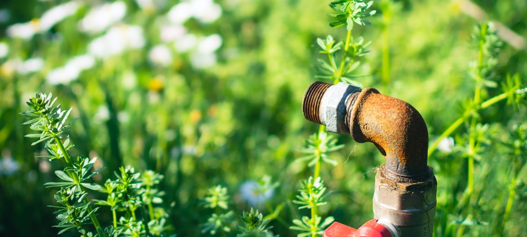 Garden water valve on a riser among green plants