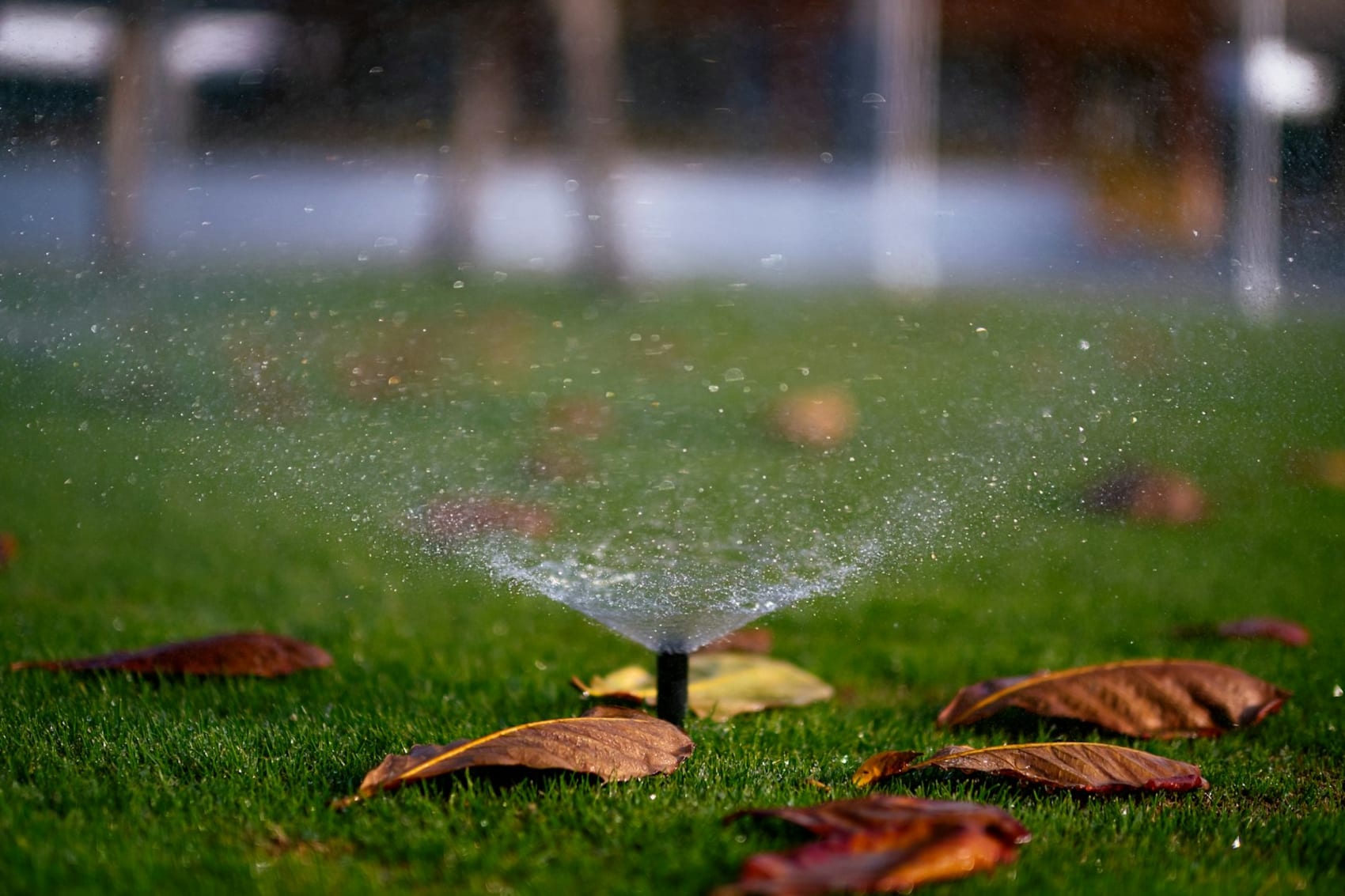 Pop-up lawn sprinkler spraying water on grass