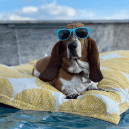 Laze Pillow Floating Lounger, Sunny Side Up