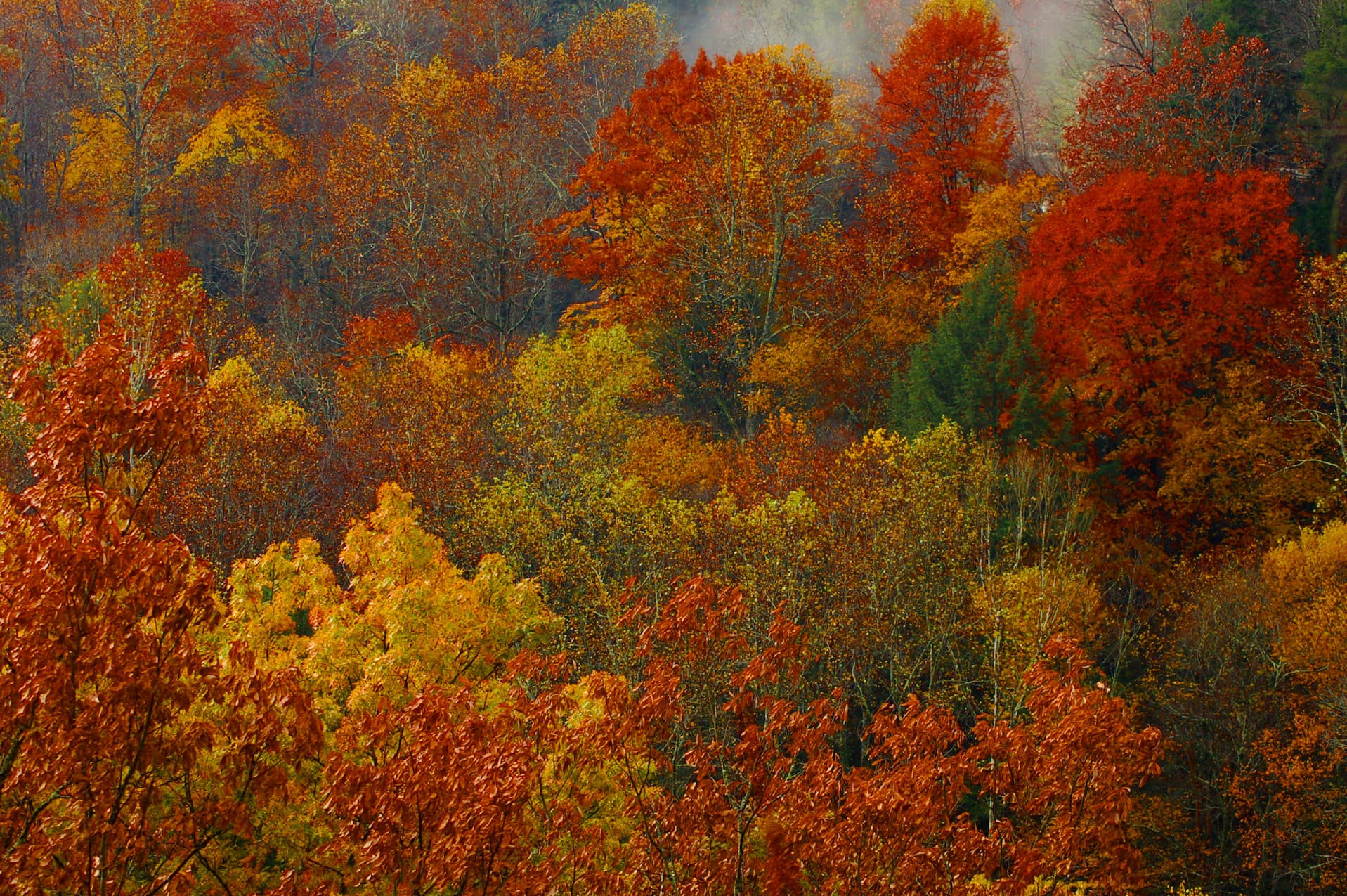 Peak fall foliage aerial view in Hocking Hills Ohio in October